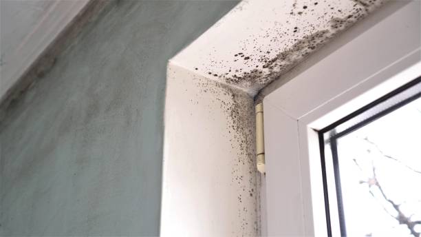 Best White Mold Remediation in Third Lake, IL