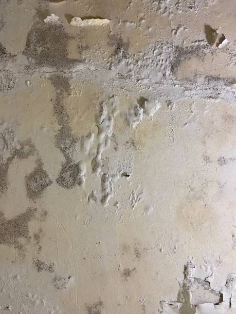 Trusted Third Lake, IL Mold Remediation Experts