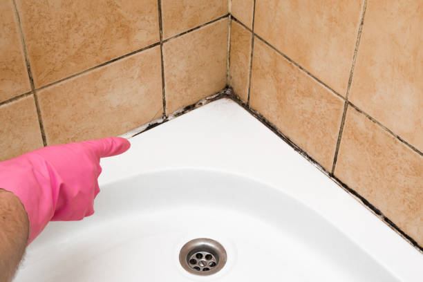 Best Localized Mold Remediation (e.g., coastal areas, humid climates) in Third Lake, IL